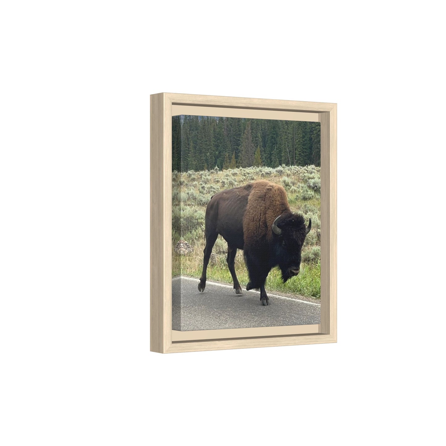 Bison Photo Matte Canvas Framed | Wildlife Wall Art