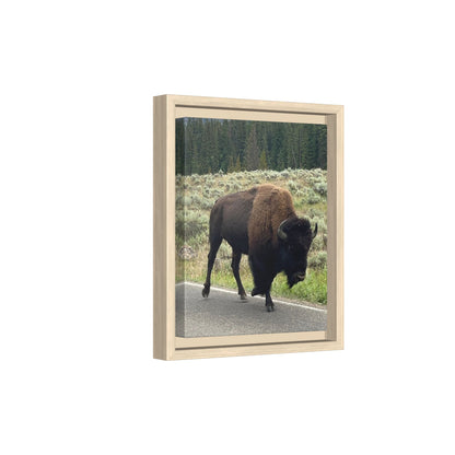 Bison Photo Matte Canvas Framed | Wildlife Wall Art