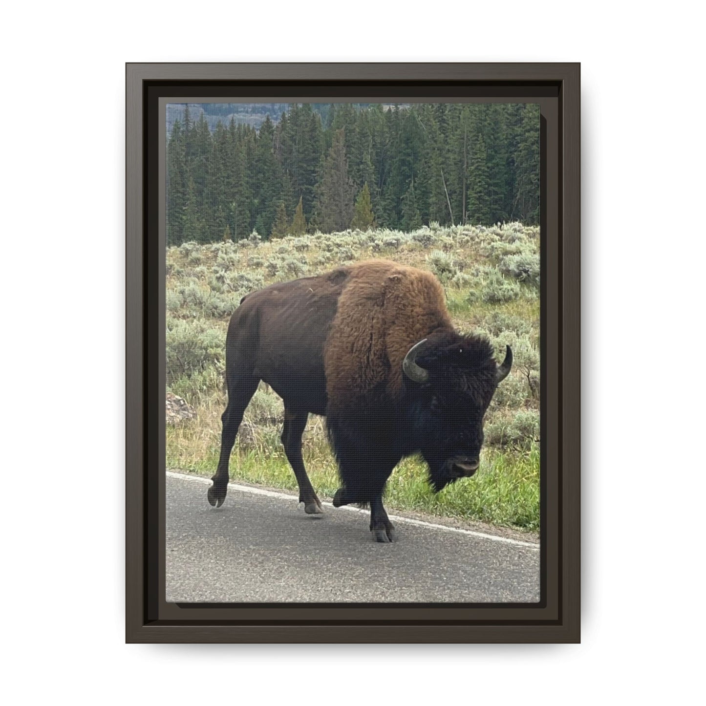 Bison Photo Matte Canvas Framed | Wildlife Wall Art