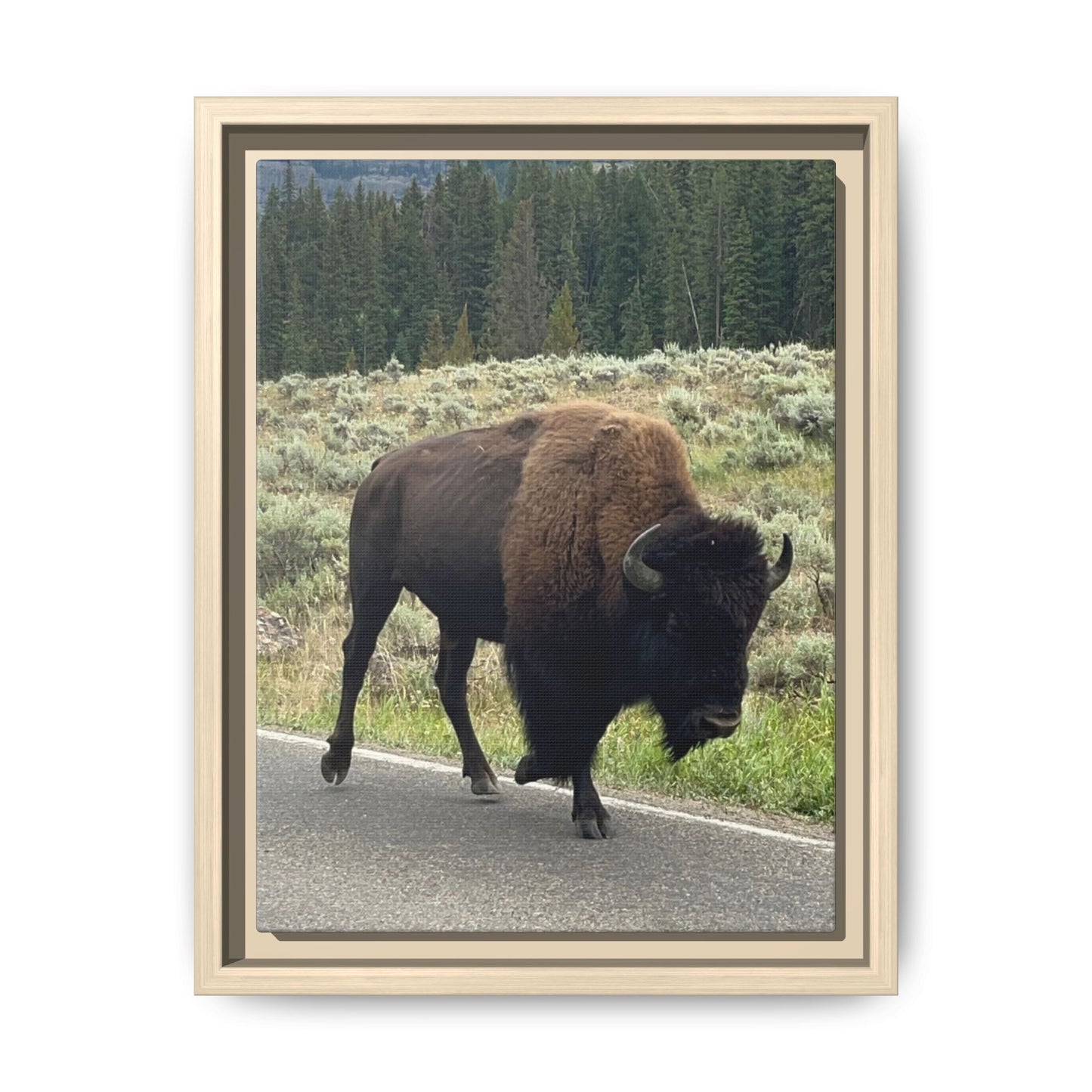 Bison Photo Matte Canvas Framed | Wildlife Wall Art