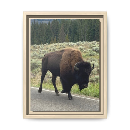 Bison Photo Matte Canvas Framed | Wildlife Wall Art