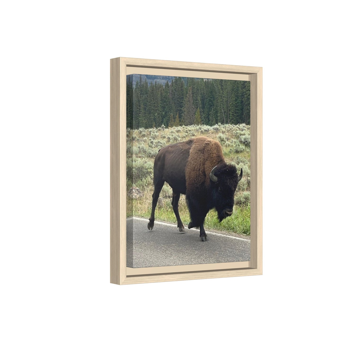 Bison Photo Matte Canvas Framed | Wildlife Wall Art