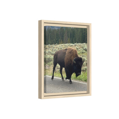 Bison Photo Matte Canvas Framed | Wildlife Wall Art