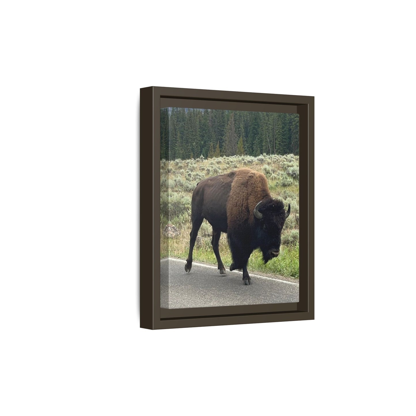 Bison Photo Matte Canvas Framed | Wildlife Wall Art