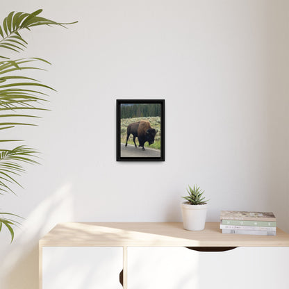 Bison Photo Matte Canvas Framed | Wildlife Wall Art