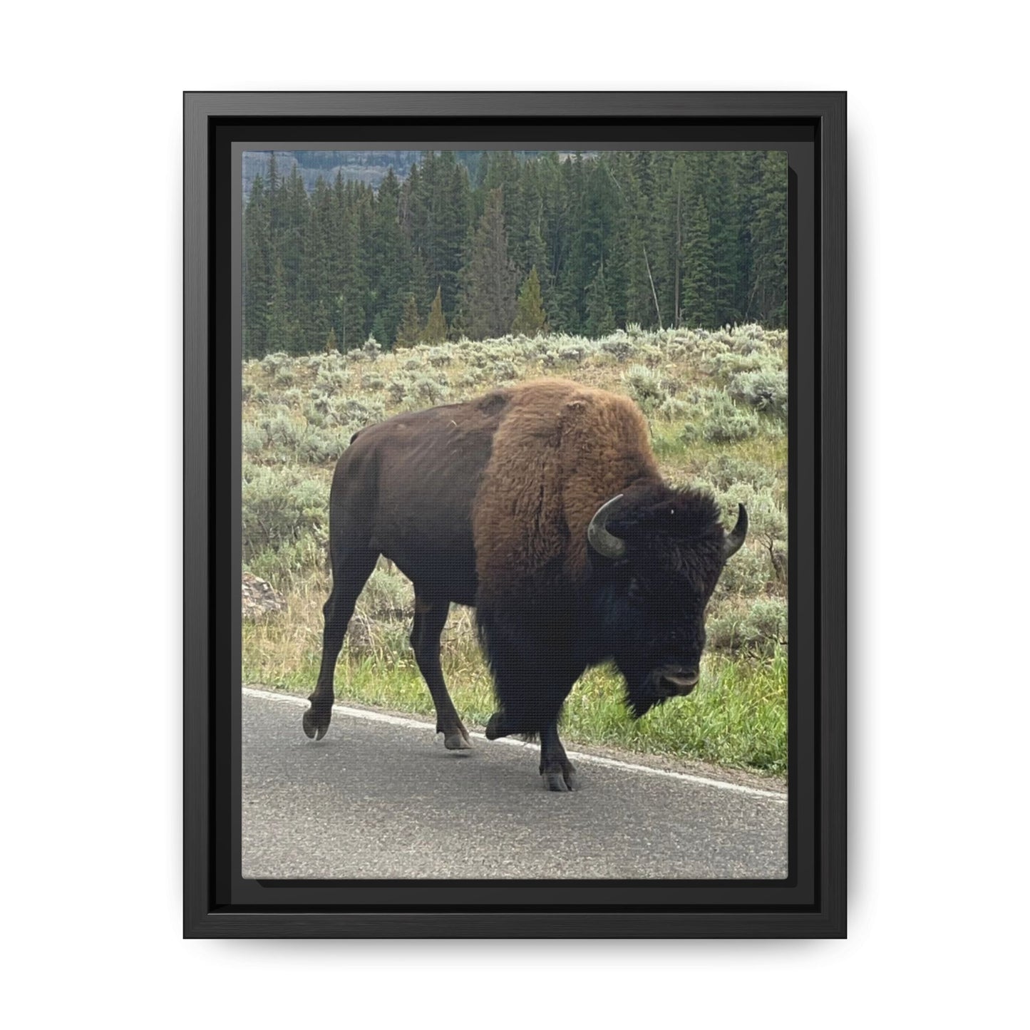 Bison Photo Matte Canvas Framed | Wildlife Wall Art