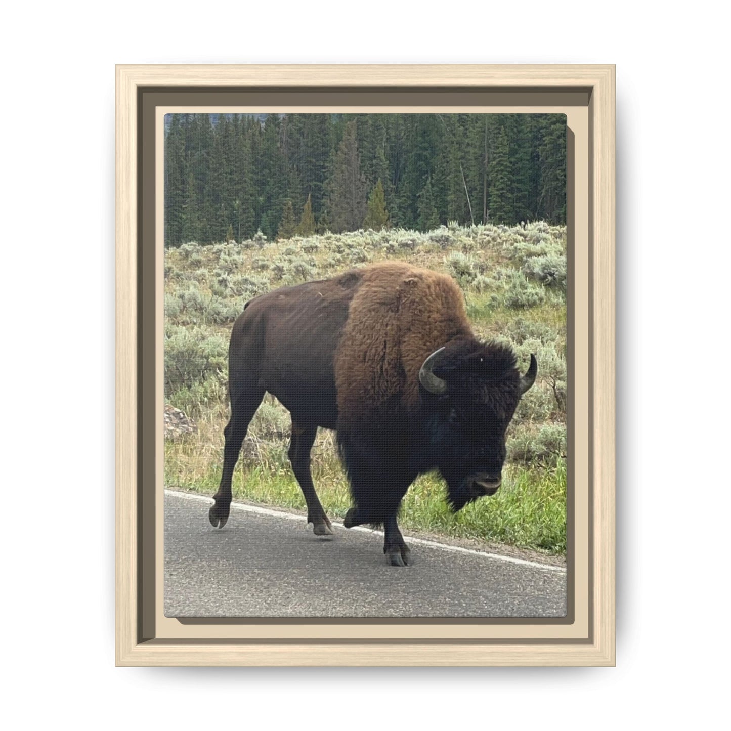 Bison Photo Matte Canvas Framed | Wildlife Wall Art