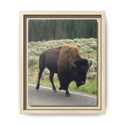 Bison Photo Matte Canvas Framed | Wildlife Wall Art