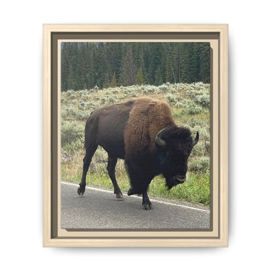 Bison Photo Matte Canvas Framed | Wildlife Wall Art