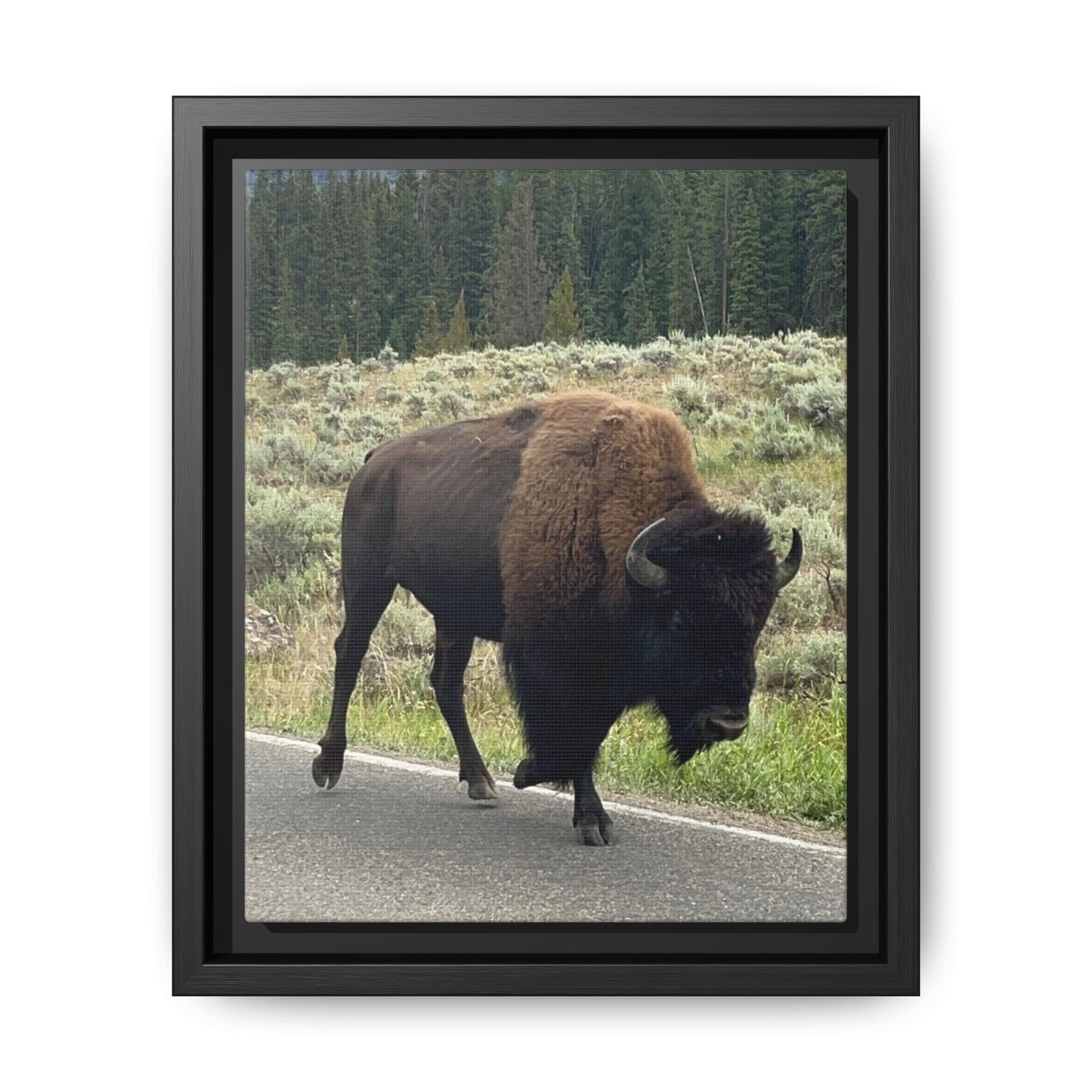 Bison Photo Matte Canvas Framed | Wildlife Wall Art