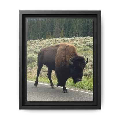 Bison Photo Matte Canvas Framed | Wildlife Wall Art