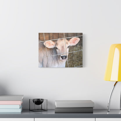 Calf Portrait Canvas | Matte Stretched Wall Art