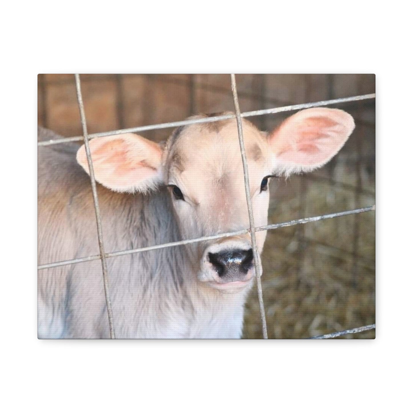 Calf Portrait Canvas | Matte Stretched Wall Art
