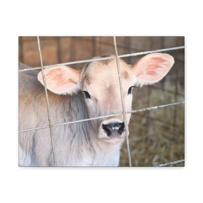 Calf Portrait Canvas | Matte Stretched Wall Art