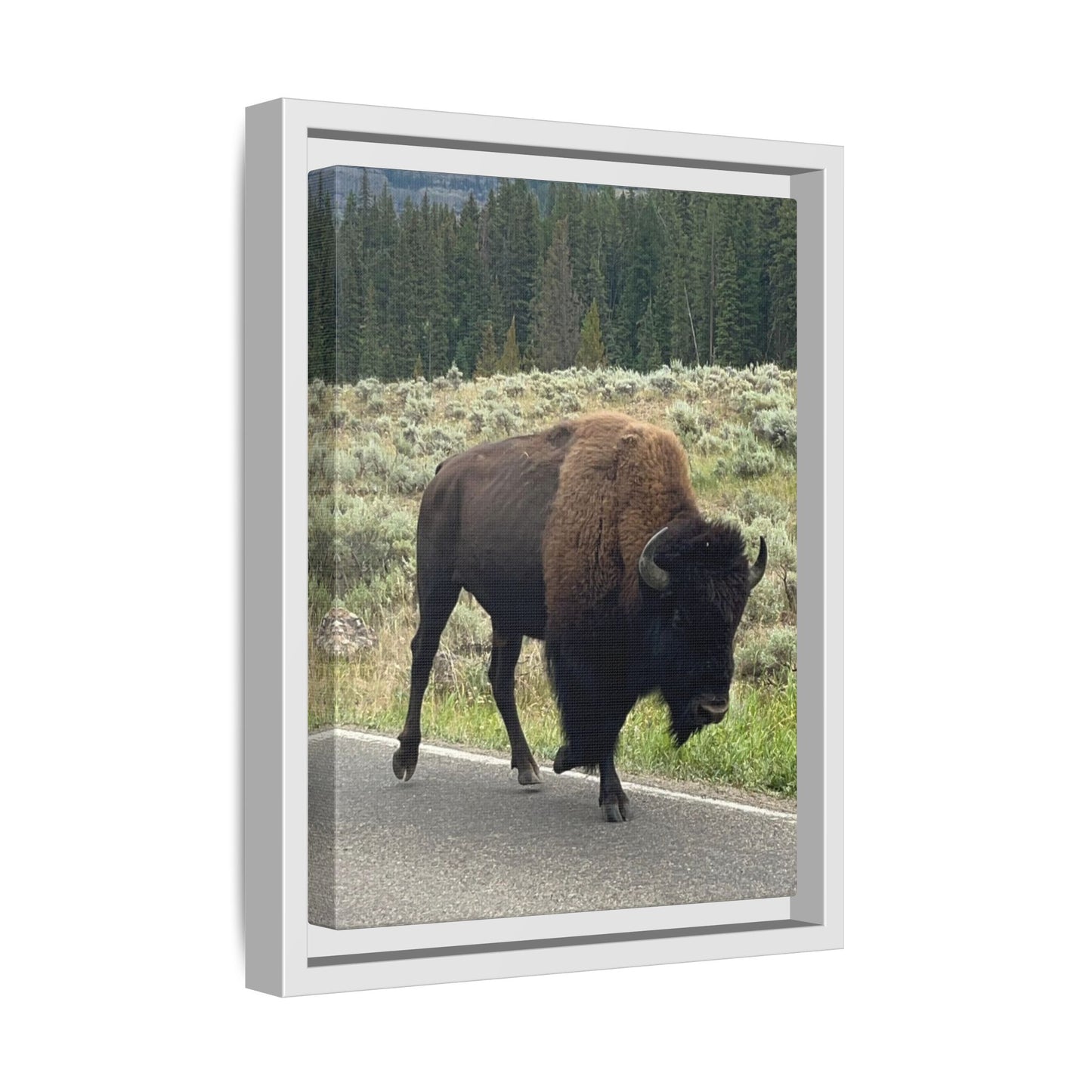 Bison Photo Matte Canvas Framed | Wildlife Wall Art