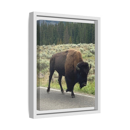 Bison Photo Matte Canvas Framed | Wildlife Wall Art