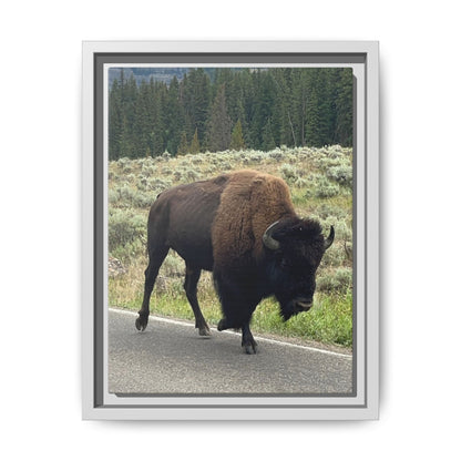 Bison Photo Matte Canvas Framed | Wildlife Wall Art