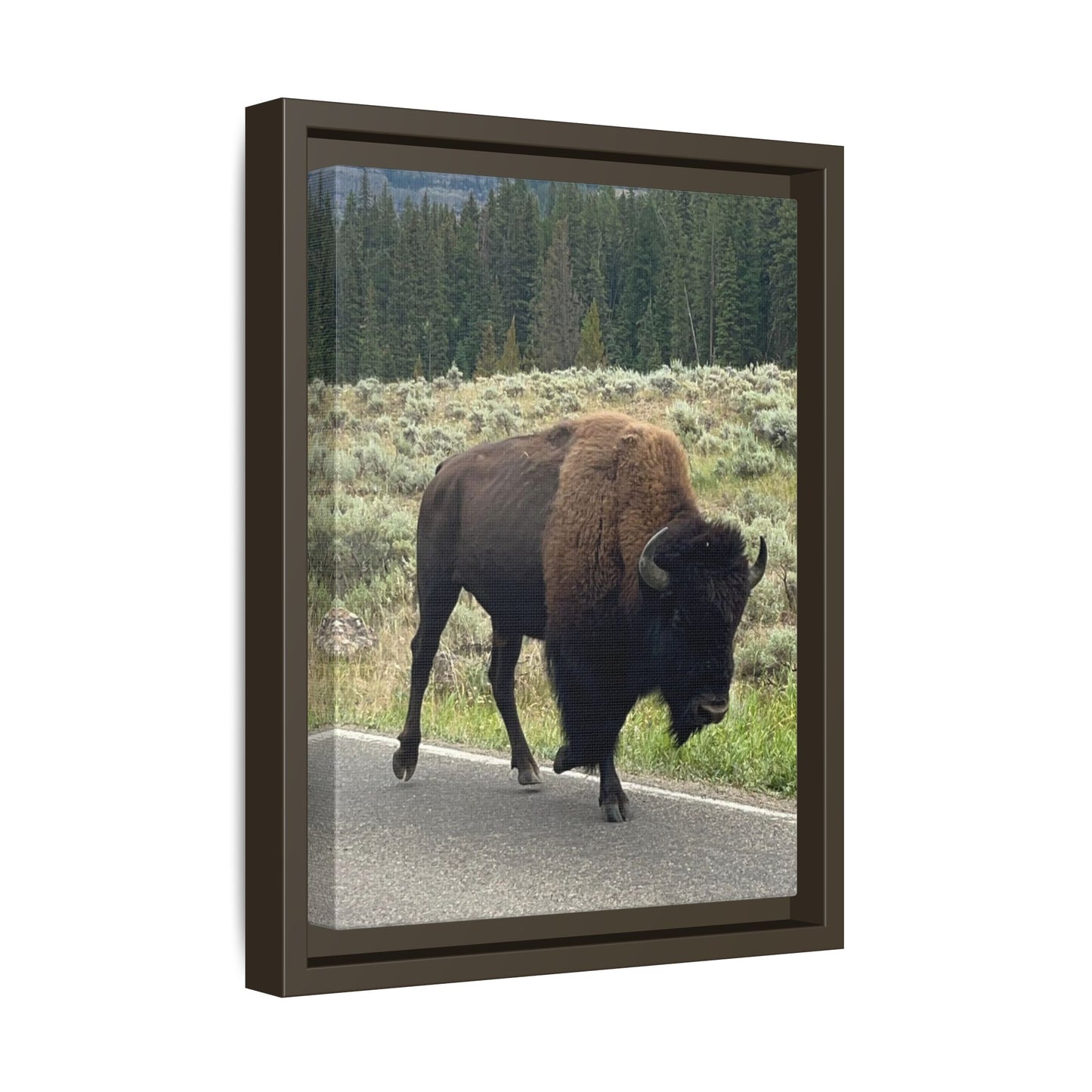 Bison Photo Matte Canvas Framed | Wildlife Wall Art