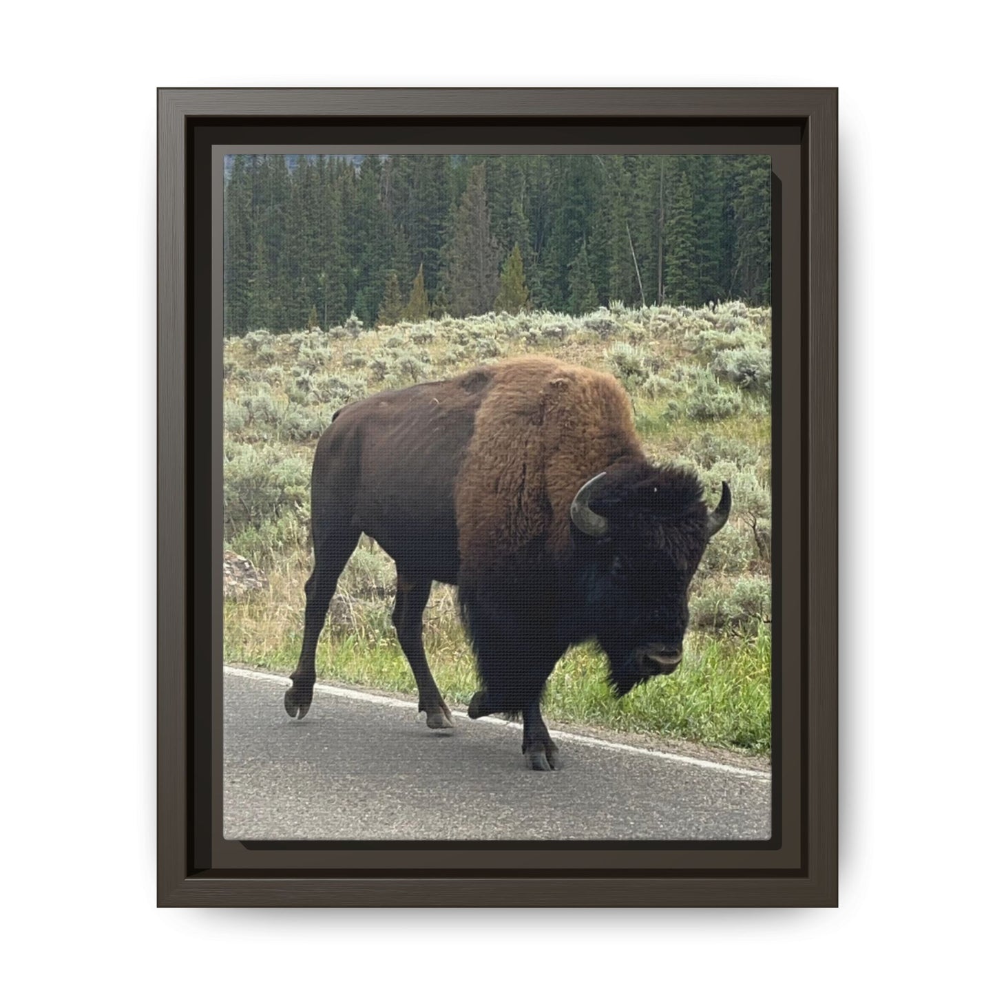 Bison Photo Matte Canvas Framed | Wildlife Wall Art