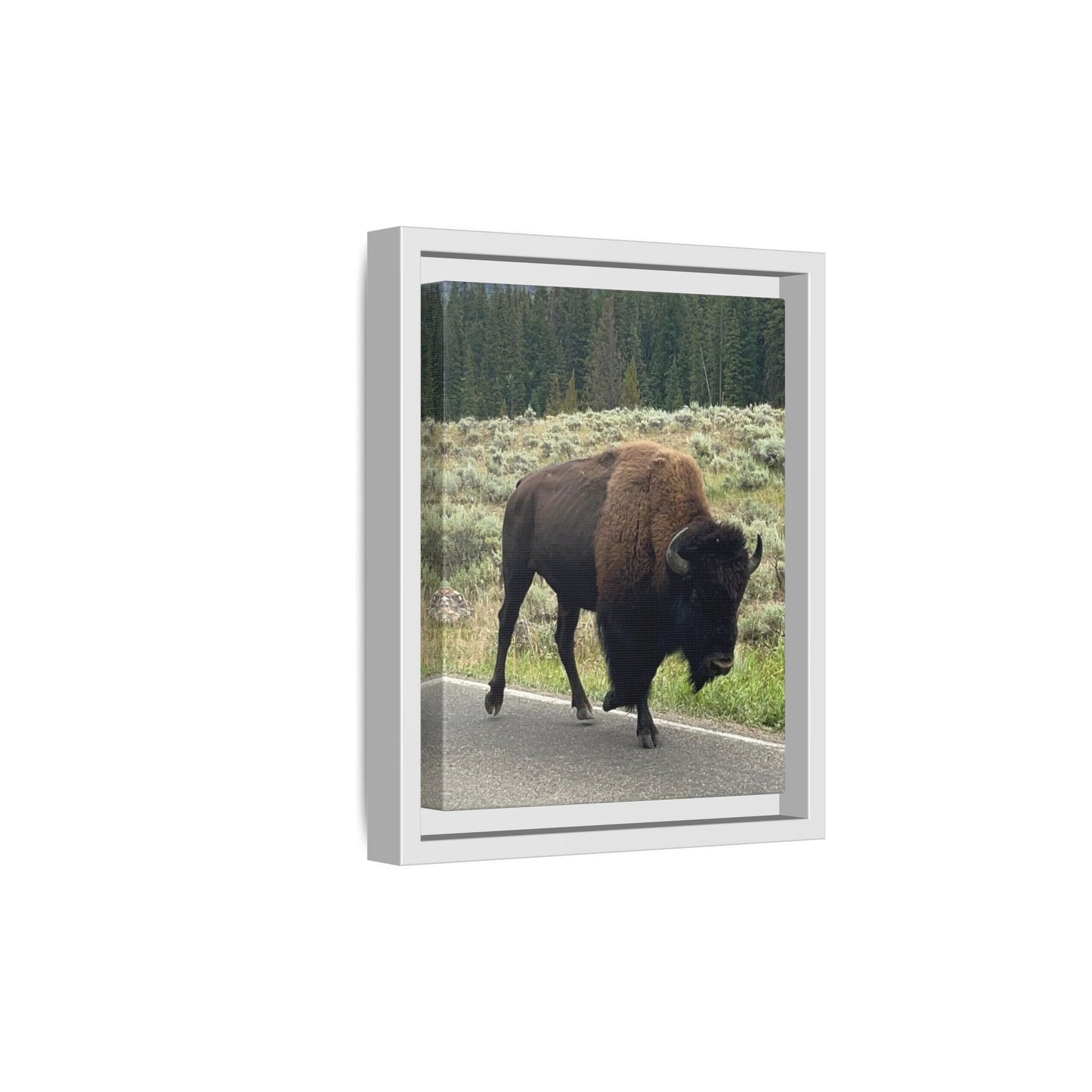 Bison Photo Matte Canvas Framed | Wildlife Wall Art
