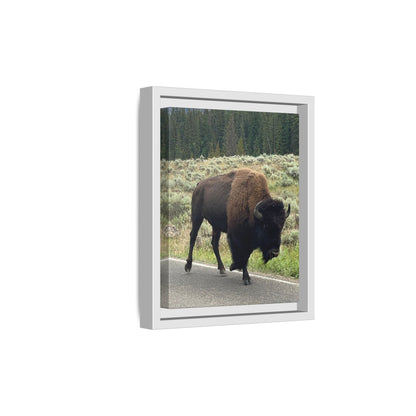 Bison Photo Matte Canvas Framed | Wildlife Wall Art