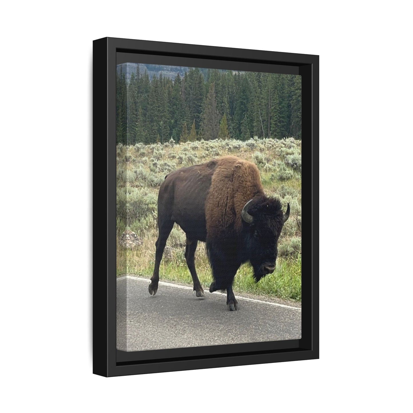 Bison Photo Matte Canvas Framed | Wildlife Wall Art
