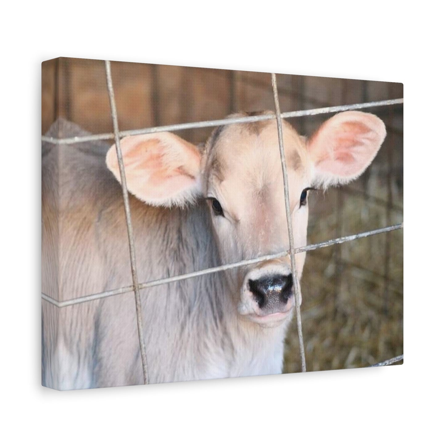 Calf Portrait Canvas | Matte Stretched Wall Art