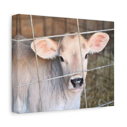 Calf Portrait Canvas | Matte Stretched Wall Art