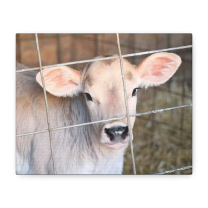 Calf Portrait Canvas | Matte Stretched Wall Art