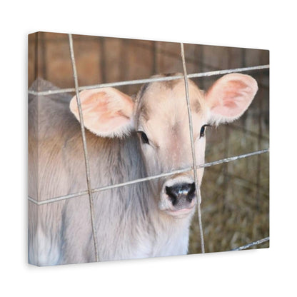 Calf Portrait Canvas | Matte Stretched Wall Art