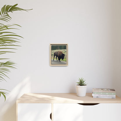 Bison Photo Matte Canvas Framed | Wildlife Wall Art