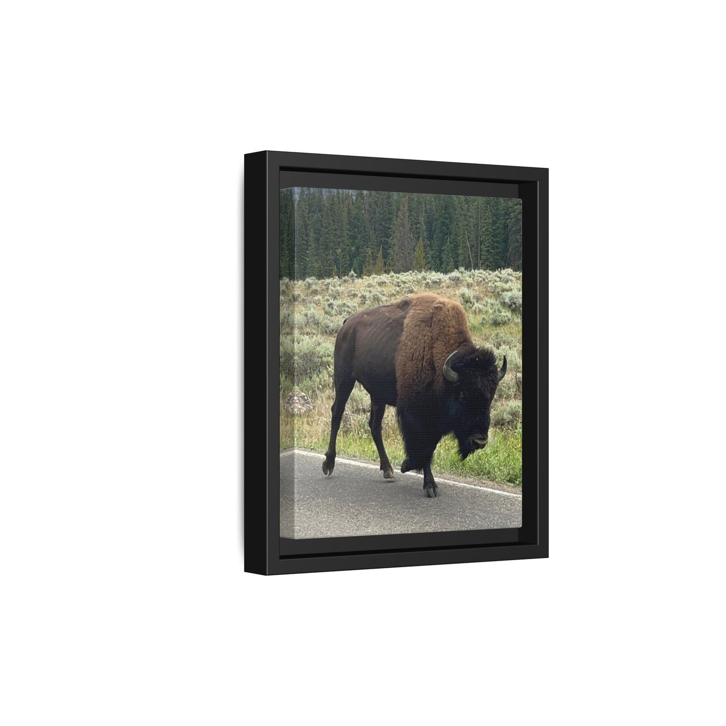 Bison Photo Matte Canvas Framed | Wildlife Wall Art