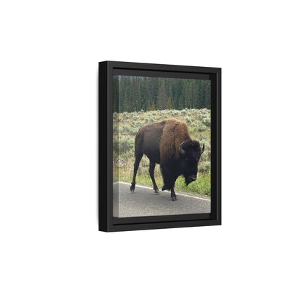 Bison Photo Matte Canvas Framed | Wildlife Wall Art